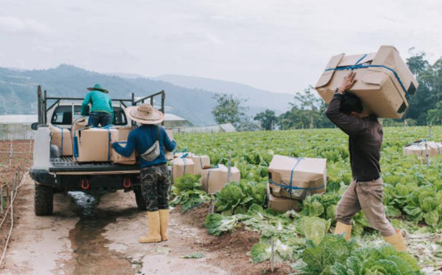 Why Is Truck Farming Important? A Complete Breakdown