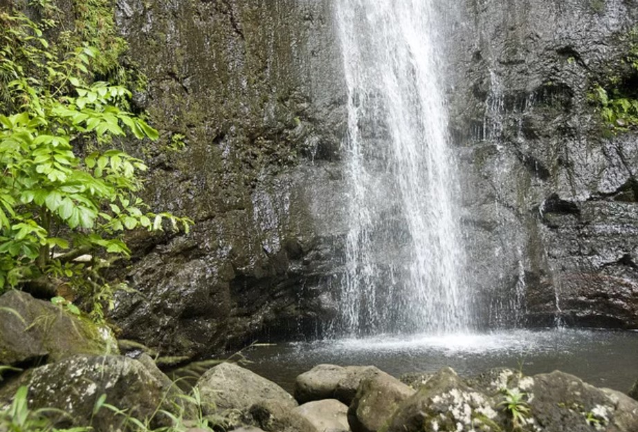 How To Get To Manoa Falls From Waikiki By Bus? Explained